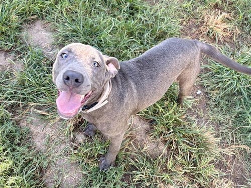 Photo of Crystal, adoptable Staffordshire Bull Terrier in Houston, Texas