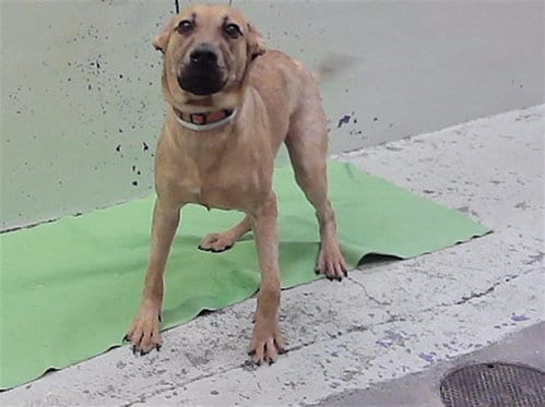 Photo of Richart, adoptable Labrador Retriever in Houston, Texas