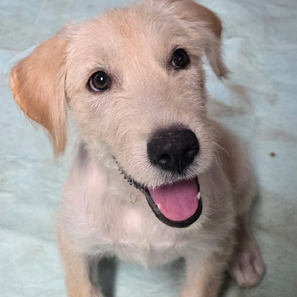 Photo of Estella, adoptable Mixed Breed (Medium) / None in Oklahoma-based; Northeast placements, Oklahoma