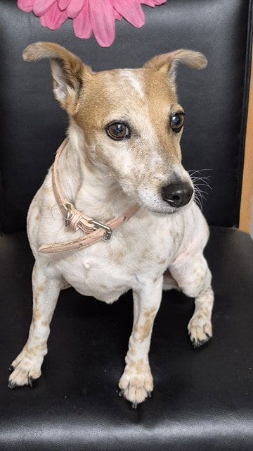 Photo of Freckles, adoptable Parson Russell Terrier in Augusta, Georgia