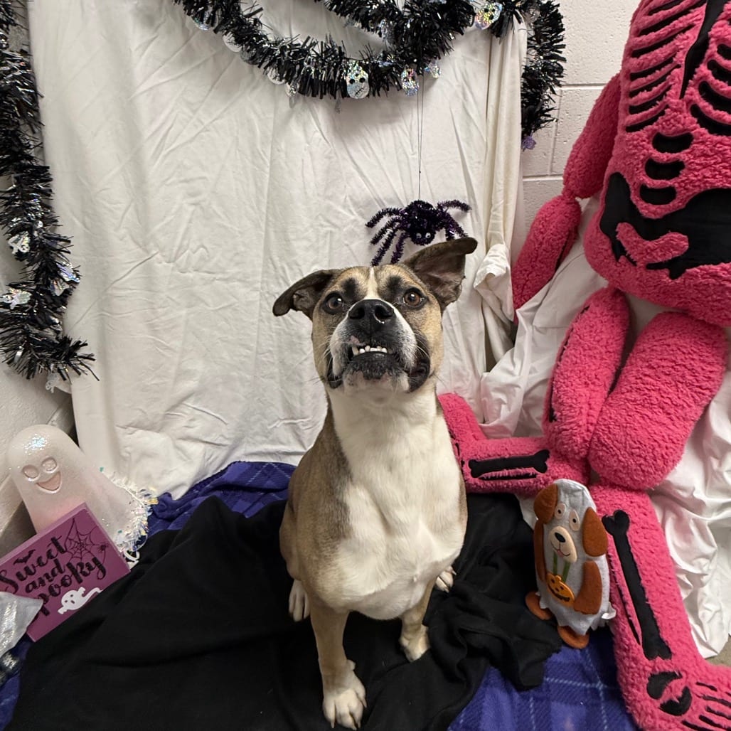 Photo of George, adoptable Terrier, Pit Bull in Martinsville, Virginia