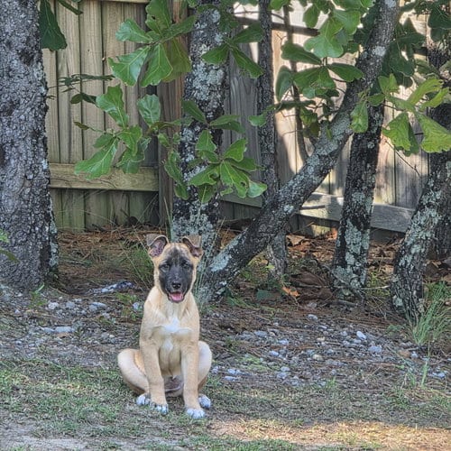 Photo of Zev, adoptable German Shepherd Dog in La Grange, North Carolina