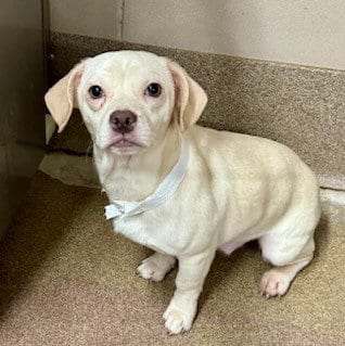 Photo of Foghorn, adoptable Beagle in Aurora, Illinois