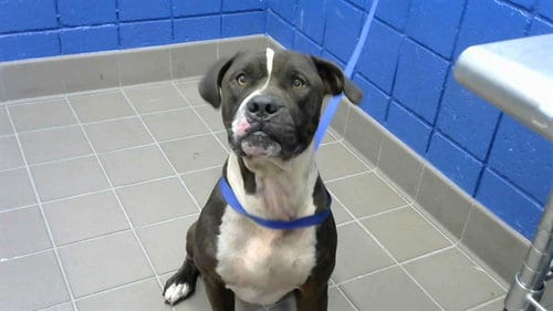 Photo of Lobo, adoptable American Pit Bull Terrier in Albuquerque, New Mexico