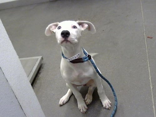 Photo of Roo, adoptable American Pit Bull Terrier in Mesa, Arizona