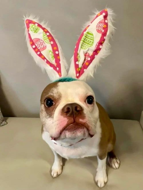 Photo of TJ, adoptable Boston Terrier in Plano, Texas