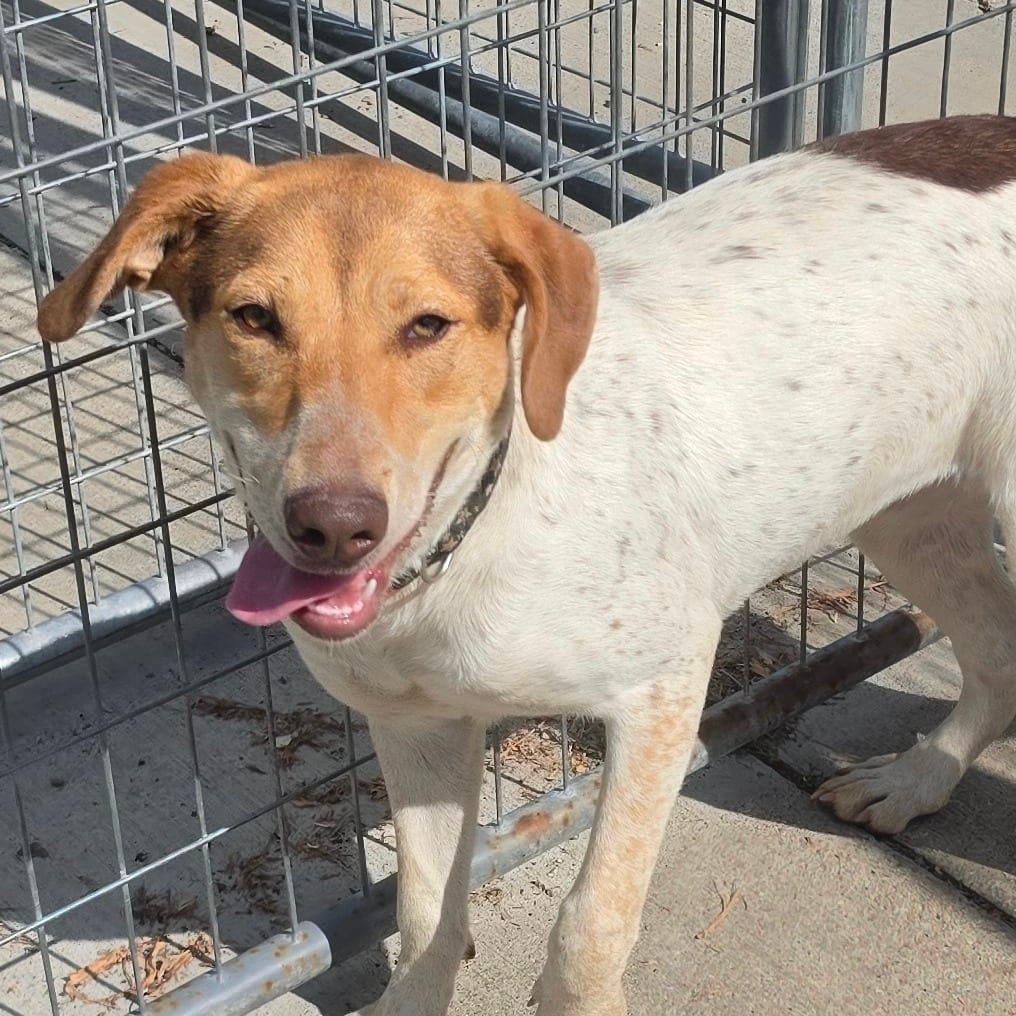Photo of Latte, adoptable Cattle Dog, Australian (Red Heeler) / Beagle in Grinnell, Iowa