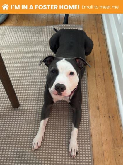 Photo of Gigi (Goulash), adoptable dog in Baltimore, Maryland
