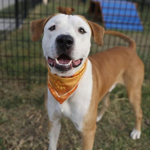 Photo of Mack, adoptable American Staffordshire Terrier in San Antonio, Texas