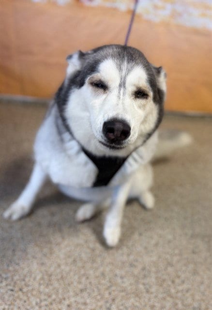 Photo of Maya, adoptable Siberian Husky in Miami, Florida