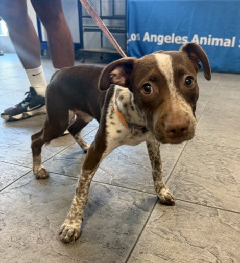 Photo of Paisley, adoptable Pointer in Los Angeles, California