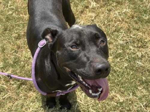 Photo of Titan, adoptable Pit Bull Terrier in Tulsa, Oklahoma