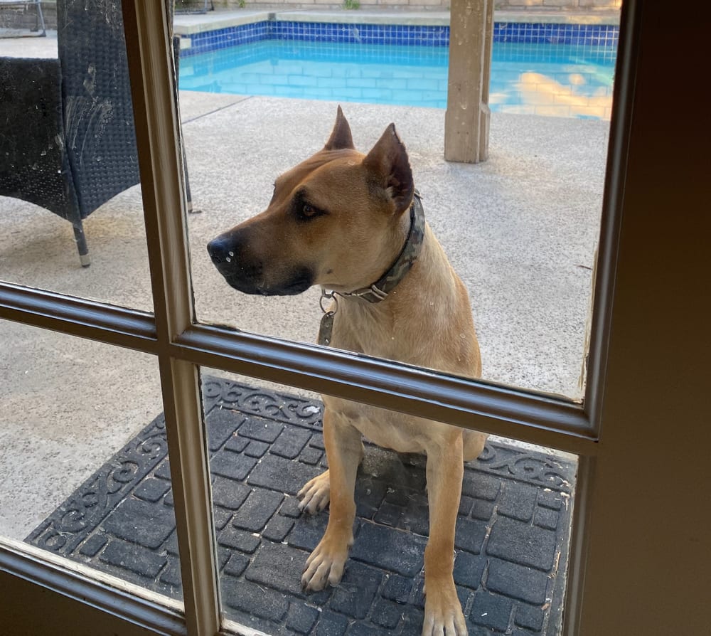 Photo of Lola, adoptable American Staffordshire Terrier in Dana Point, California