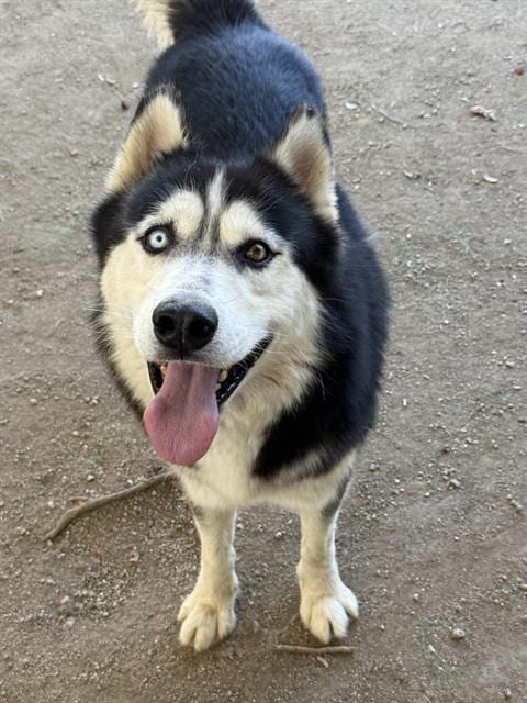 Photo of Penguin, adoptable Siberian Husky in Riverside, California