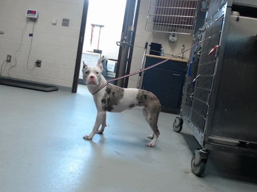 Photo of Harlie, adoptable Pit Bull Terrier in Fayetteville, North Carolina