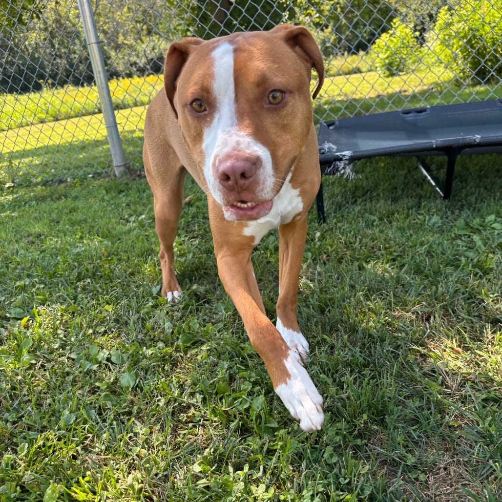 Photo of Tater Tot, adoptable Mixed Breed (Medium) in Marshalltown, Iowa