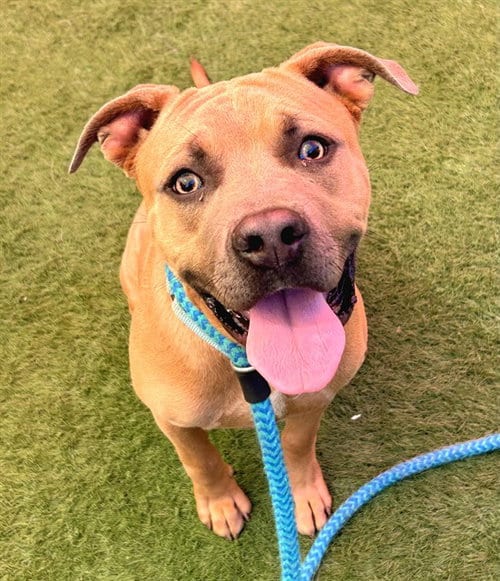 Photo of Puppers, adoptable Pit Bull Terrier in Sacramento, California