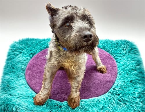 Photo of Norbit, adoptable Miniature Schnauzer in Ft Lauderdale, Florida