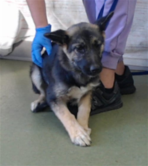 Photo of Lilac, adoptable German Shepherd Dog in San Bernardino, California