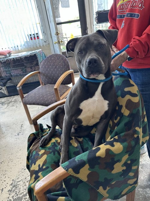 Photo of Bo, adoptable American Pit Bull Terrier in Albemarle, North Carolina