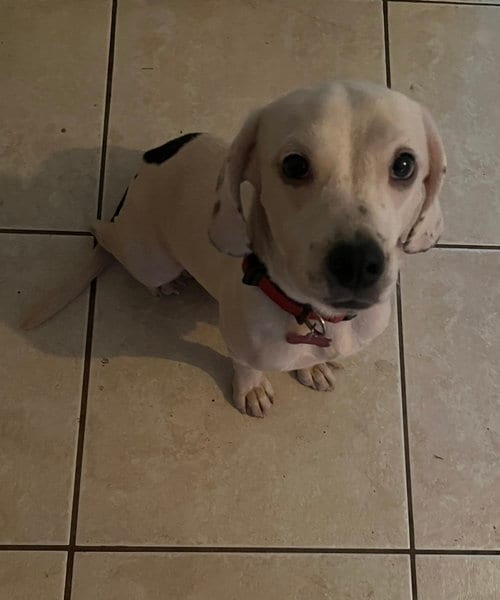 Photo of Brownie III, adoptable Beagle in Tampa, Florida
