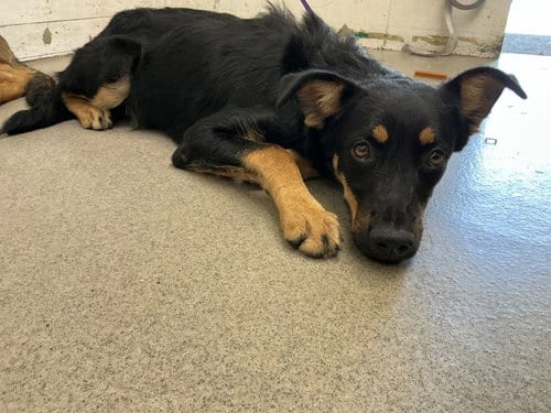 Photo of Phoebe, adoptable German Shepherd Dog in San Bernardino, California