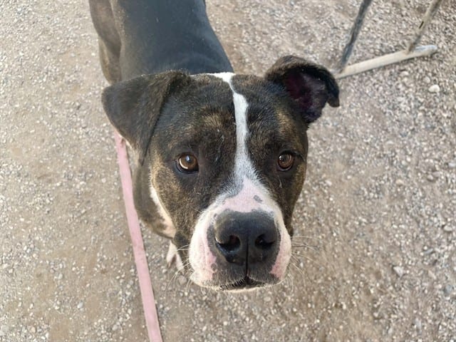 Photo of Ezekiel, adoptable dog