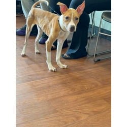 Photo of Bud, adoptable American Pit Bull Terrier in Baton Rouge, Louisiana