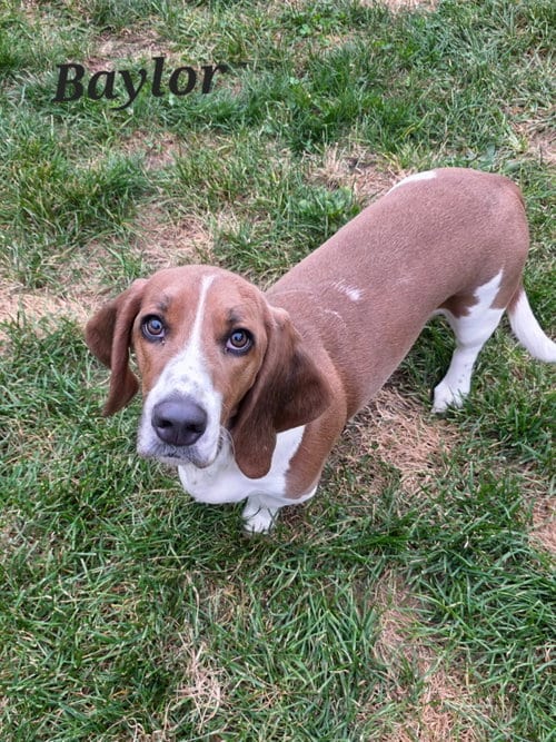 Photo of Baylor, adoptable Basset Hound in Brookville, Ohio