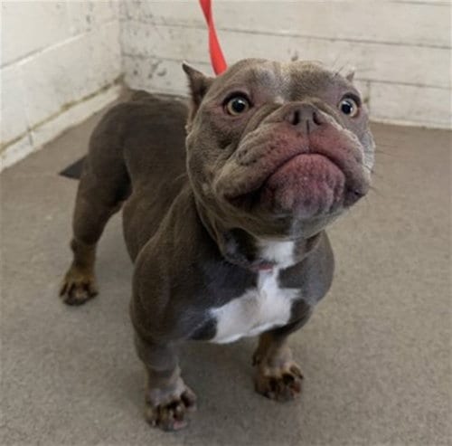 Photo of Leanna, adoptable Bulldog in San Bernardino, California