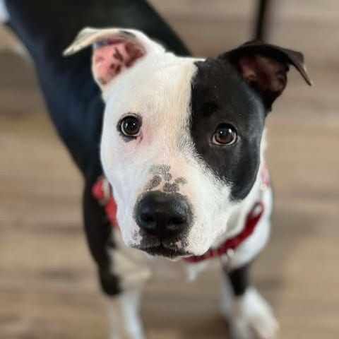 Photo of Eden, adoptable Terrier, American Pit Bull / Mix in Weatherford, Texas
