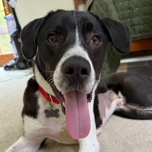 Photo of Ranger, adoptable Pointer in Canton, Connecticut