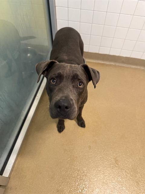 Photo of Spike, adoptable Mixed Breed