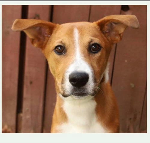 Photo of Laudie, adoptable Labrador Retriever in Fort Pierce, Florida