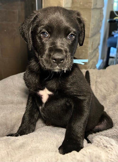 Photo of Fable, adoptable Labrador Retriever in Hillsboro, Missouri