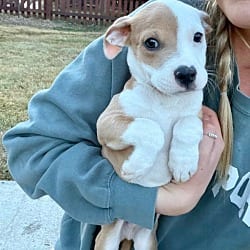 Photo of Pop, adoptable Mixed Breed (Medium) in Fort Collins, Colorado