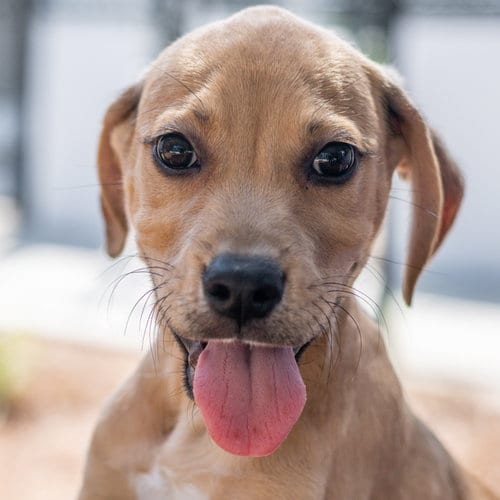 Photo of Broccoli, adoptable Terrier in Hilton Head, South Carolina
