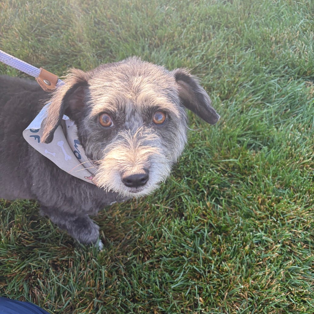 Photo of Mable, adoptable Corgi, Cardigan Welsh / Havanese in Hayden, Idaho