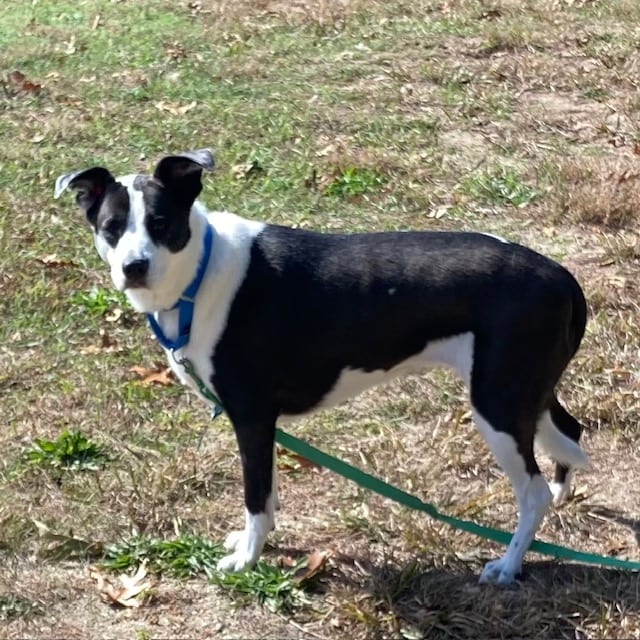 Photo of Bailey, adoptable Pit Bull Terrier in Methuen, Massachusetts