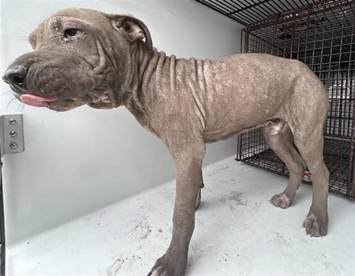 Photo of A663122, adoptable Presa Canario in Houston, Texas