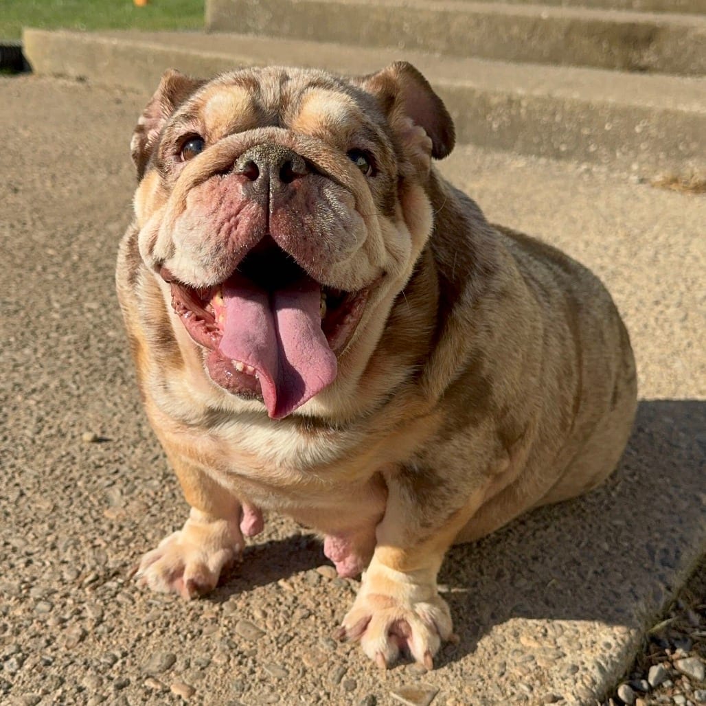 Photo of Waffles, adoptable Bulldog, English in California, California
