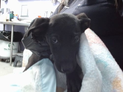 Photo of Nutter Butter, adoptable Labrador Retriever in Albuquerque, New Mexico