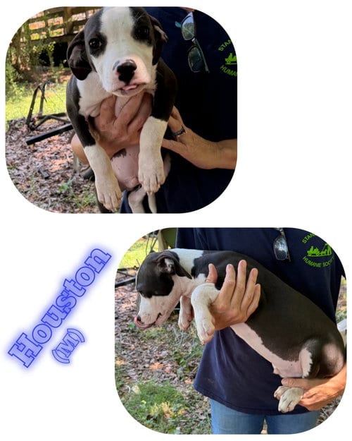 Photo of Houston, adoptable American Pit Bull Terrier in Albemarle, North Carolina