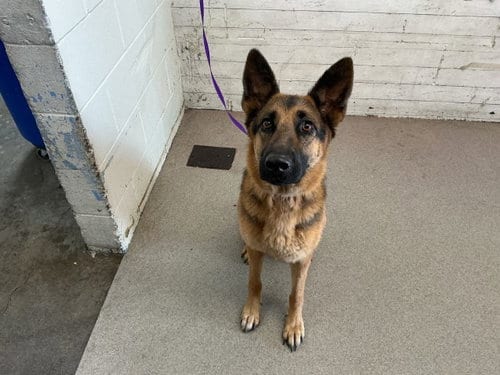 Photo of Bambi, adoptable German Shepherd Dog in San Bernardino, California