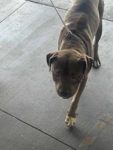 Photo of Solo, adoptable Pit Bull Terrier in Los Angeles, California