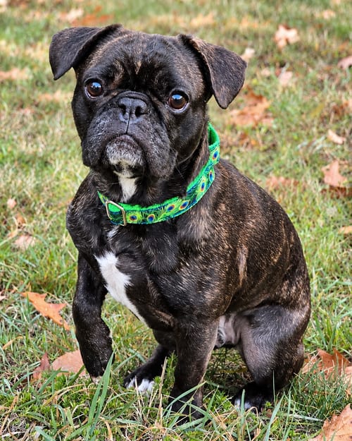 Photo of Hamster, adoptable Pug in Westminster, Massachusetts