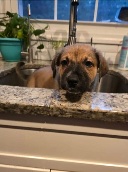 Photo of Ammo, adoptable Unknown breed in Holbrook, New York