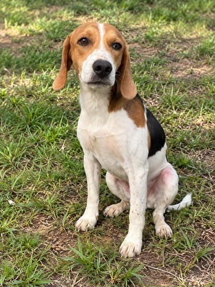 Photo of Barkus, adoptable Beagle in Inverness, Florida