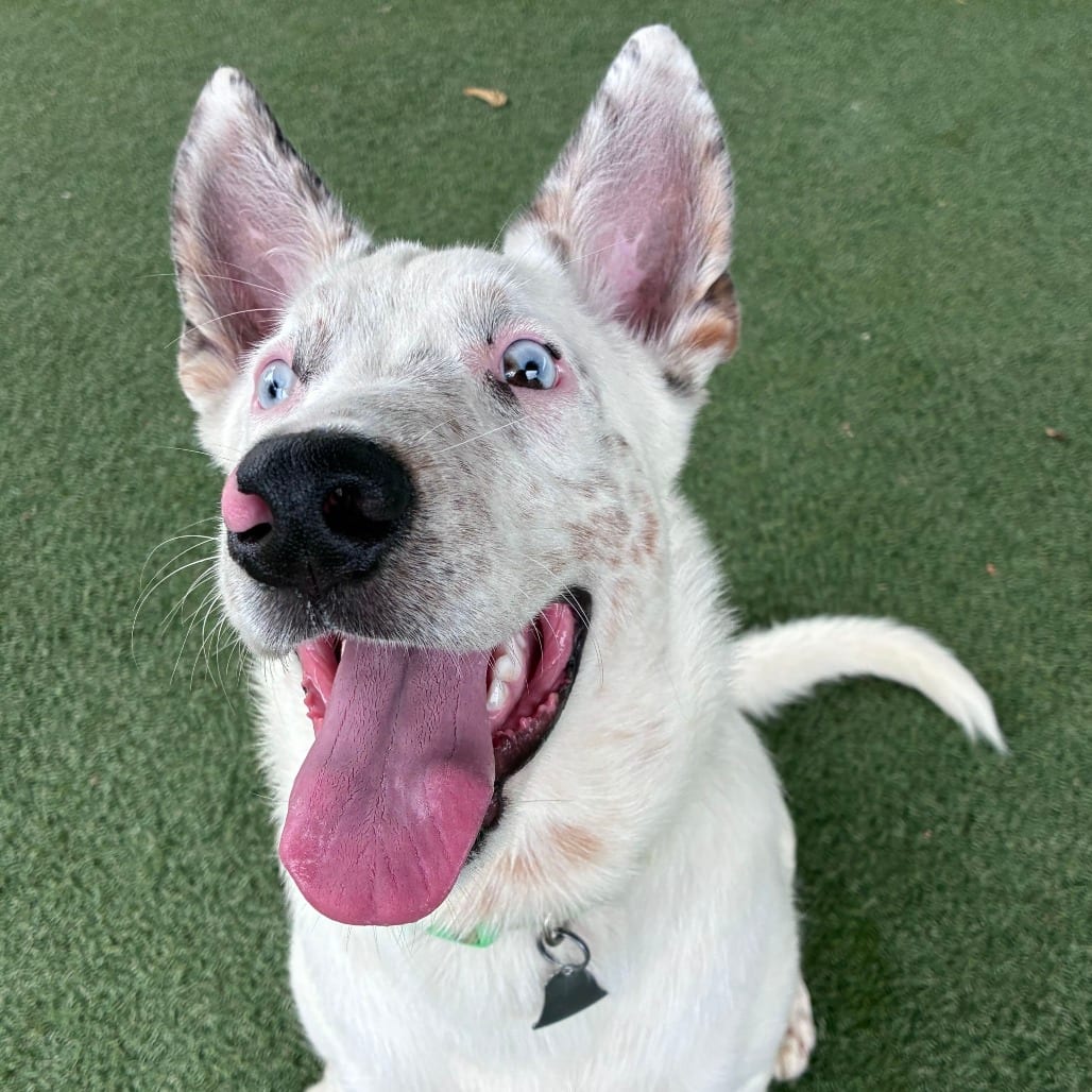 Photo of Wall-E, adoptable Cattle Dog / Mixed Breed (Medium) in Riverside, California