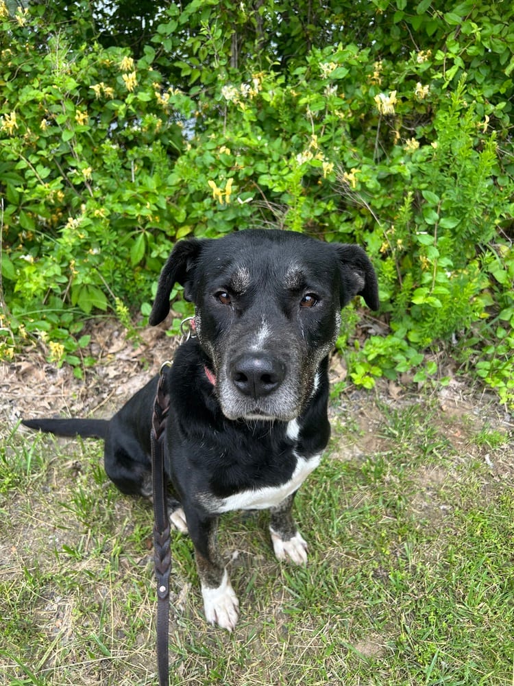 Photo of Boomie, adoptable Labrador Retriever in Linton, Indiana